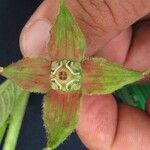 Ludwigia nervosa Flor