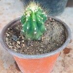 Cereus repandusഇല