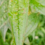 Baccharis latifoliaYaprak