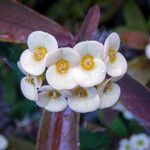 Euphorbia miliiFlower