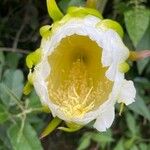 Hylocereus trigonus Floare