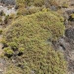 Sarcopoterium spinosum Libunga
