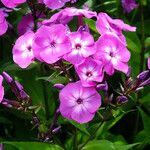 Phlox glaberrima