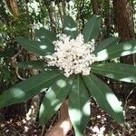 Tapeinosperma scrobiculatum Blüte