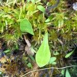 Utricularia livida Blad