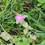 Mentha × villosa Flor