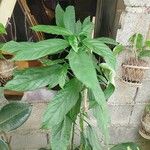 Clinacanthus nutans Leaf