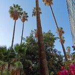 Washingtonia robusta花