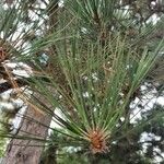 Pinus resinosa 葉