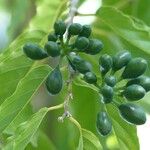 Cananga odorata Fruit