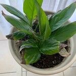 Spathiphyllum blandum Leht