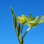 Hymenocarpos cornicinus Flower