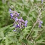 Salvia abrotanoidesFlower