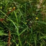 Veronica scutellata Blad