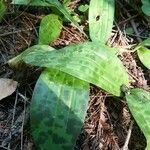 Scoliopus bigelovii Hoja
