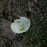 Calystegia longipes Агульны выгляд