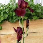 Iris petrana Květ