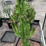 Euphorbia ingens List