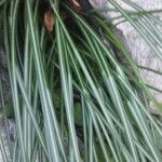 Carex ornithopoda Blatt