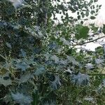 Ilex aquifolium Frunză