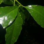 Chrysochlamys glauca Hoja