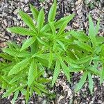 Aesculus californica Leaf