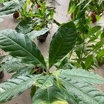 Lophanthera lactescens Hoja