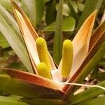 Freycinetia arborea Virág