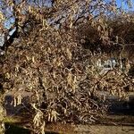 Corylus avellana 整株植物