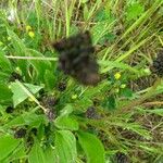 Plantago atrata Flower