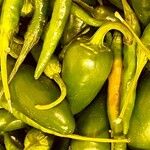 Capsicum annuum 果実