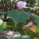 Hibiscus mutabilis Habit