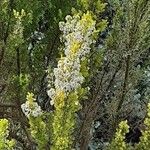 Erica arborea Blüte