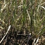 Spartina maritima Leaf