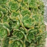 Aeonium lancerottense Blatt