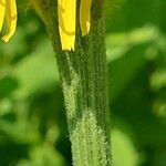 Crepis pontana Kora