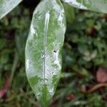 Simarouba amara Leaf