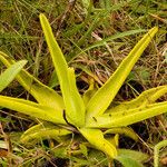 Pinguicula lutea Leaf