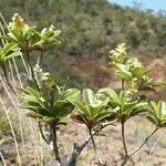 Hibbertia vieillardii Yeri