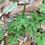 Lupinus perennis 叶