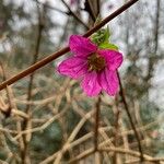 Rubus spectabilis പുഷ്പം