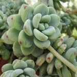 Sedum clavatumDeilen