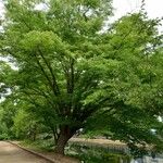 Zelkova serrata Hábito