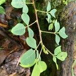 Grona adscendens Leaf