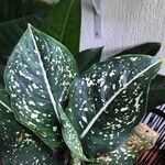 Aglaonema costatum Blatt