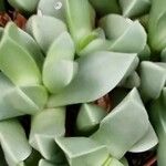 Gibbaeum petrense Hostoa