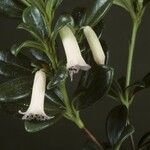 Rhododendron wrightianum Flower