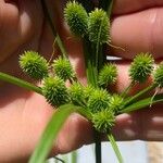 Cyperus hortensis Λουλούδι