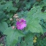 Rubus odoratus Λουλούδι