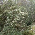 Rhododendron yunnanense Habitat